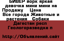 БИВЕР йорк яркая девочка мини мини на Продажу! › Цена ­ 45 000 - Все города Животные и растения » Собаки   . Дагестан респ.,Геологоразведка п.